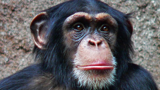 Tiere sind mehr als genetisch gesteuerte Maschinen