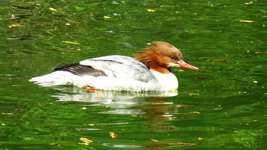 Immer mehr Abschüsse
