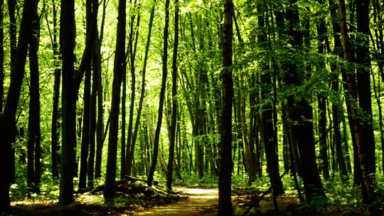 Laubwald kühler als Nadelwald