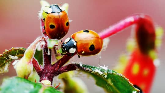 Helfer aus der Retorte