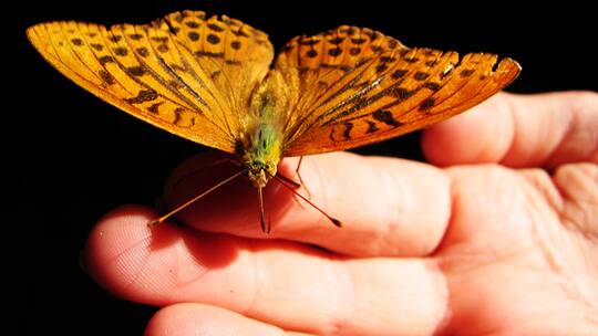 Wunder des Werdens hautnah erleben