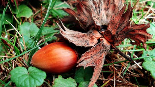 Wer hat da geknabbert?