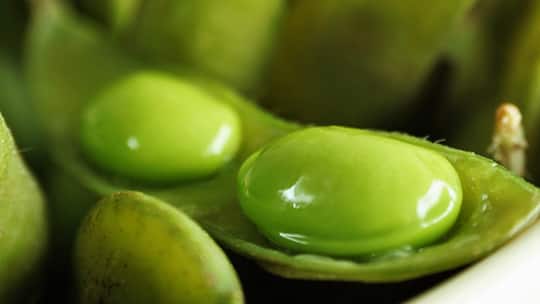 Wunderbohne mit Tücken