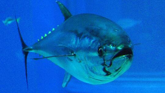 Sushi – das Todesurteil für den Blauflossenthunfisch