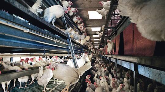 Glückliche Hühner am Werk