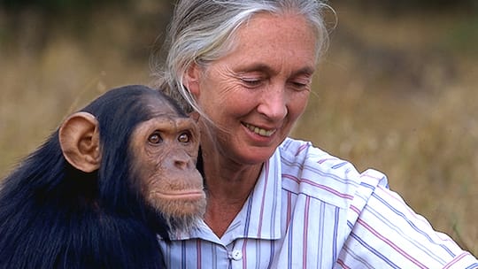 «Von Schimpansen lernen»