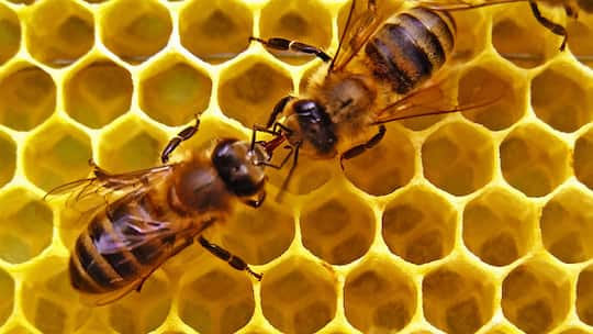 Ursache Handystrahlung?