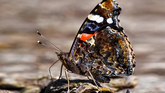 Die mit dem Wind fliegen