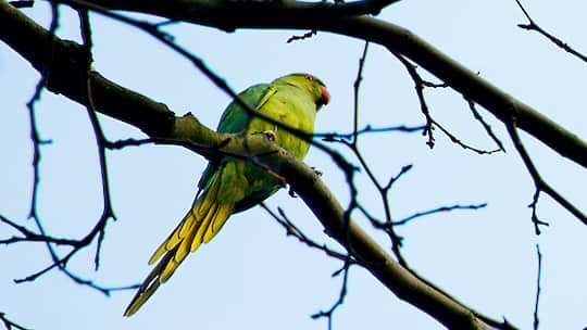 In London sind die Papageien los