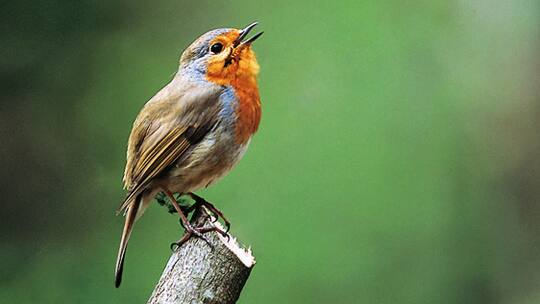 Saisoniers aus dem Norden