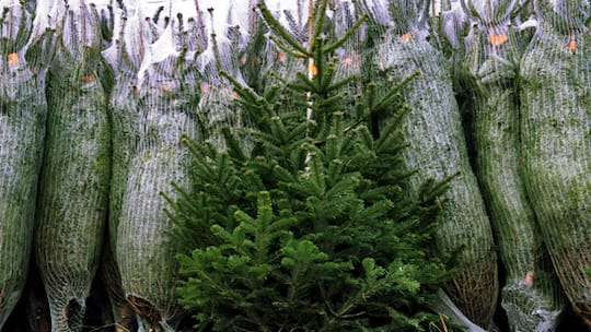 Grün, grüner – öko?