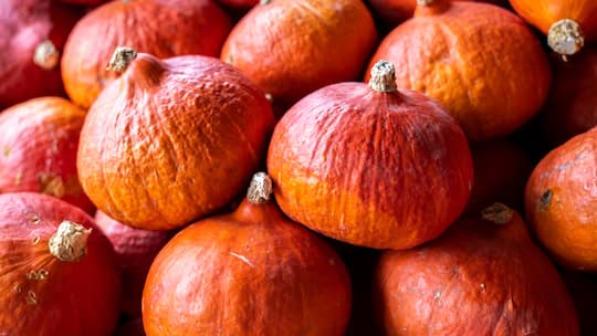 Viele Knirps-Kürbisse