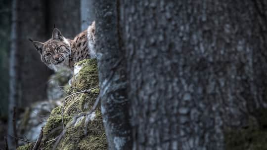 Foto eines Luchses im Wald von Laurent Geslin.