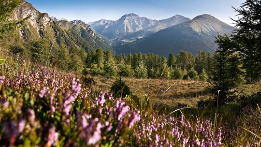 Zum Dessert Orchideen