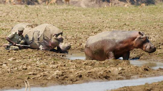 Gefahr im Flusspferd-Anzug