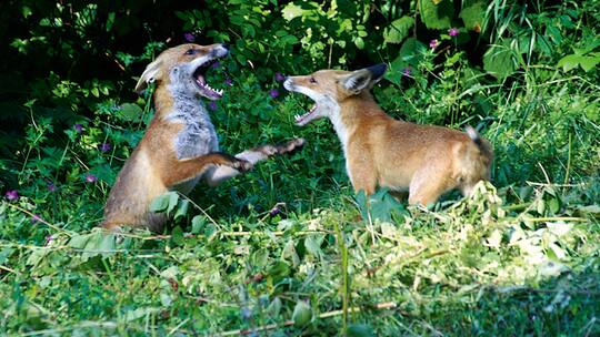 Ein Mann kommt auf den Fuchs