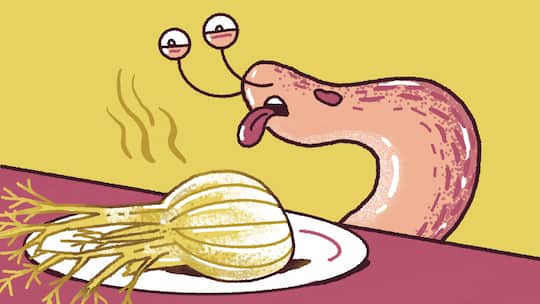 Illustration Schnecke mit Fenchel auf dem Teller - Von Gemeinen Gartenwegschnecken, ihrer Arroganz und was die Mutter unseres Autors gegen die nackten Kriecher tut