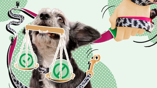 Illustration Hund und Recht: Mehr Beissattacken Einen Hund halten – das sind die Regeln Frauchen und Herrchen müssen ihren Vierbeiner im Griff haben – und haben auch sonst einige Pflichten.