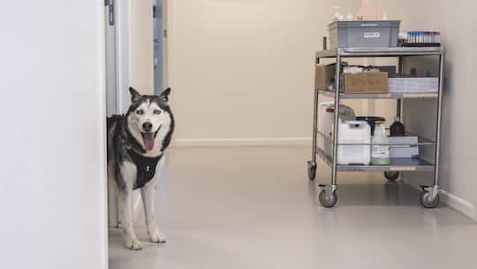 Hund in einer Praxis: Wenn das Haustier krank ist, vertrauen wir der lokalen Praxis. Doch immer häufiger gehört diese einer Kette, an der Grosskonzerne wie Mars oder Nestlé beteiligt sind. Ein Strukturwandel ist in Gang