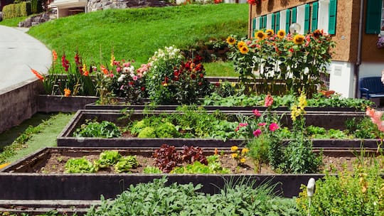 Wunderschöner Gemüsegarten mit Blumen im Hintergrund - Gemüse und Kräuter selbst ziehen? Kein Problem – mit diesen Expertentipps gelingt das Anlegen eines Gartenbeets