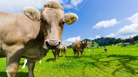 Kuh auf einer Wiese in Sattel SZ
