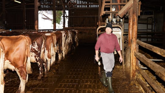 Bio-Bauer mit Kühen: Nachhaltig geht auch günstig. Das will Aldi beweisen mit einem Label, das strengere Kriterien erfüllt als das Knospe-Siegel