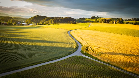Ein gelbes Rapsfeld erstreckt sich fast bis zum Horizont in einer ländlichen Umgebung. Verschiedene Initiativen wollen den Selbstversorgungsgrad der Schweiz steigern, doch die Zahlen beim importierten Futtermittel und Saatgut zeigen, dass der grösste Anteil aus dem Ausland stammt.