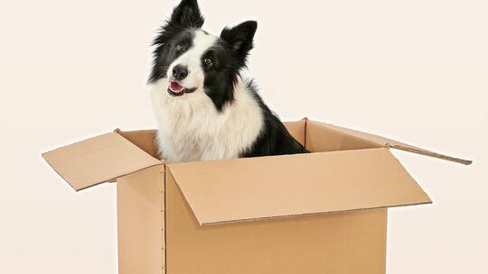 Zügeln mit Haustieren