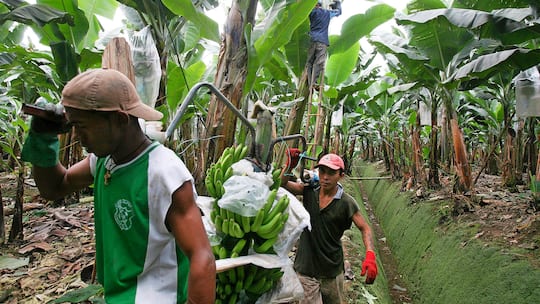 Bananenernte in Ecuador