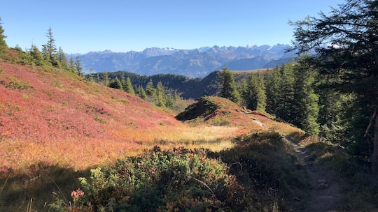 Das Hochmoor Haglere im Entlebuch - Moore sind im Herbst ein Landschaftstraum für Wanderinnen und Wanderer. Wir stellen sieben der schönsten Strecken der Schweiz vor