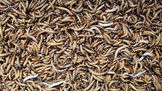 Maden in rauen Mengen; Kompost Maden in Switzerland Im Grüngut steckt viel Potenzial. Wie man Küchenabfälle und Heckenschnitt nachhaltig verwertet und warum Maden in Zukunft dabei helfen können.