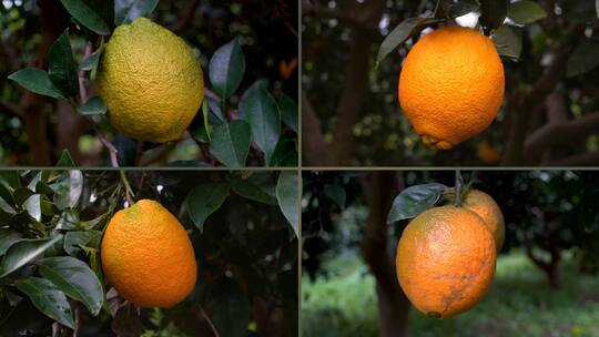 Zu grüne Orange, zu unförmige Orange, zu vernarbte Orange, zu kleine Orange (von links oben im Uhrzeigersinn)