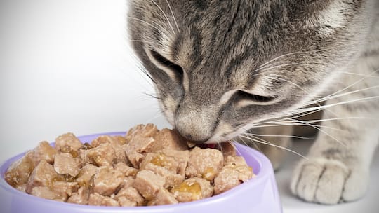 Darf ich die Katze meines Nachbarn füttern?