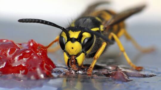 Alarmstufe Rot für Allergiker