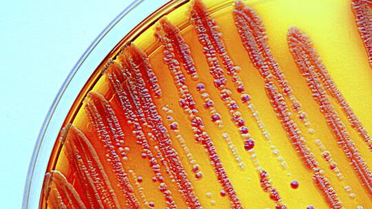 Der Kampf gegen die Resistenzen