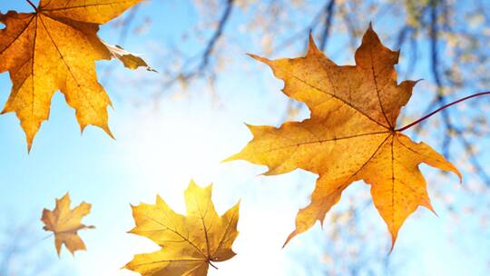 Herbstlaub fällt vom Himmel