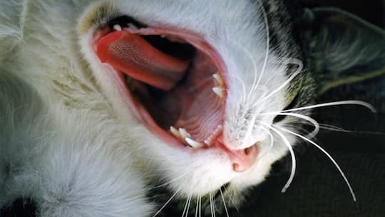 Haben Katzen Humor? Ja, tiefschwarzen.