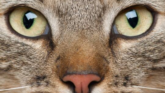 Ein Büsi soll einziehen?