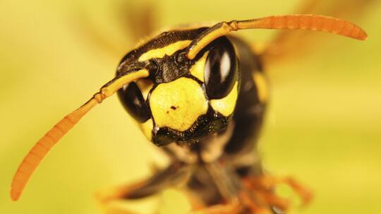 Immer diese Sticheleien