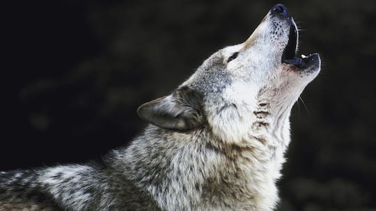 Wer hat Angst vor dem Wolf?