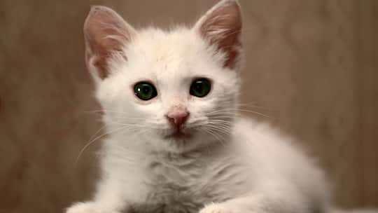 Katzenbabys sind so niedlich...