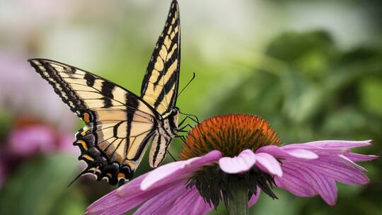 Festtafeln für flatternde Gäste