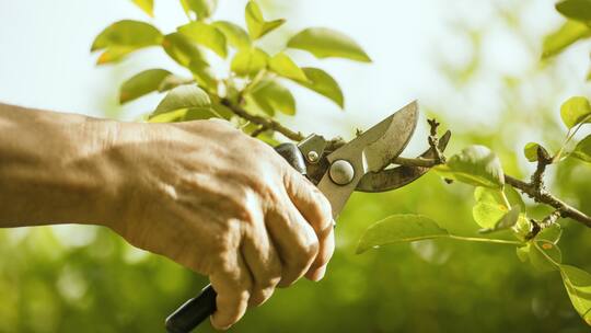 Eine Hand hält eine Astschere und schneidet damit einen dünnen Ast ab.