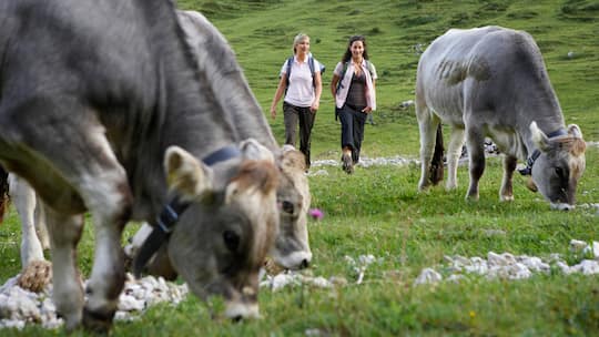 Wanderer vs. Kühe