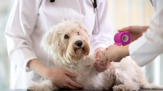 Muss ich den Tierarzt bezahlen?