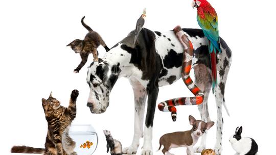 Unseriöser Tierhandel im Internet