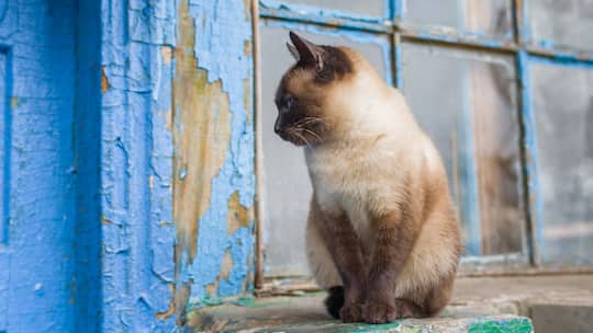 Darf das Heim das Büsi weitergeben?