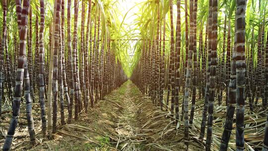 Gutes liegt nicht immer nah