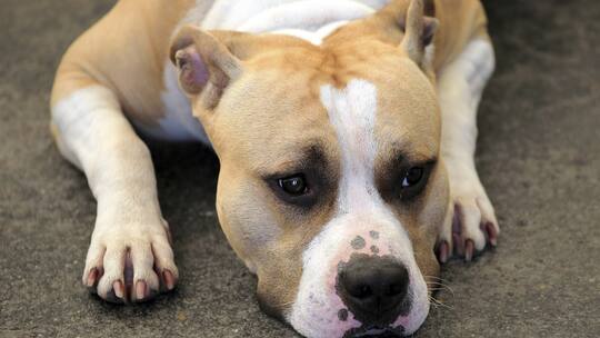 Das grosse Hunde-Chaos