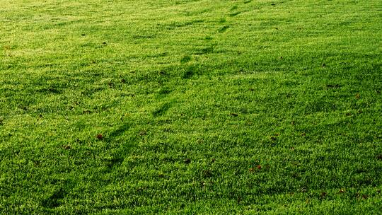 Zählt ein Rasen auch zum Haus?